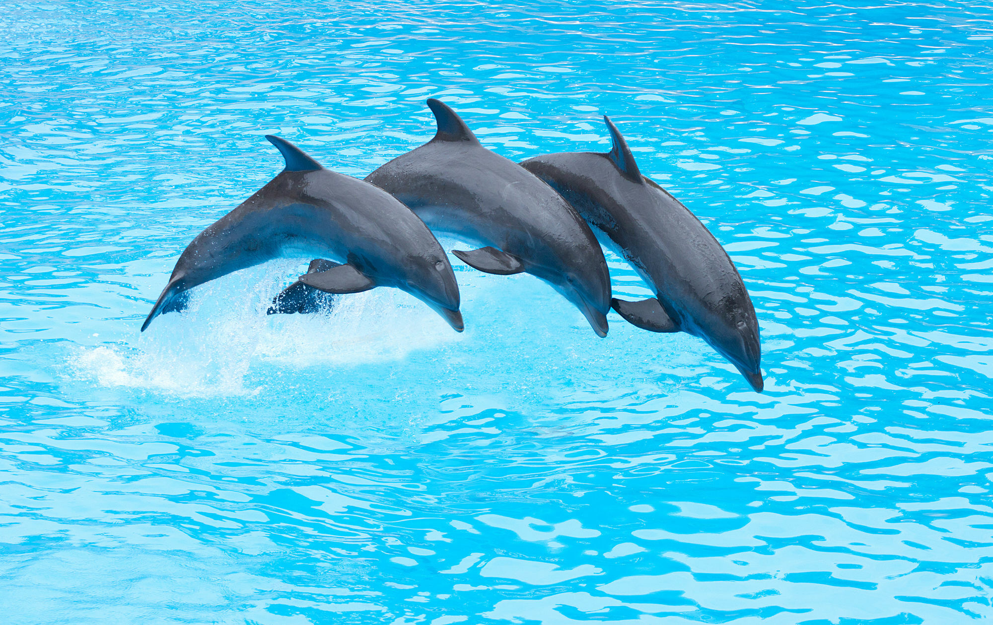 Four Points By Sheraton San Diego - Sea World Exteriér fotografie